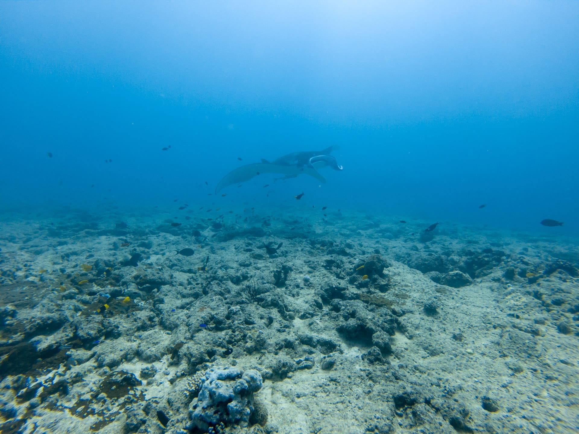 raies manta plongée nouméa