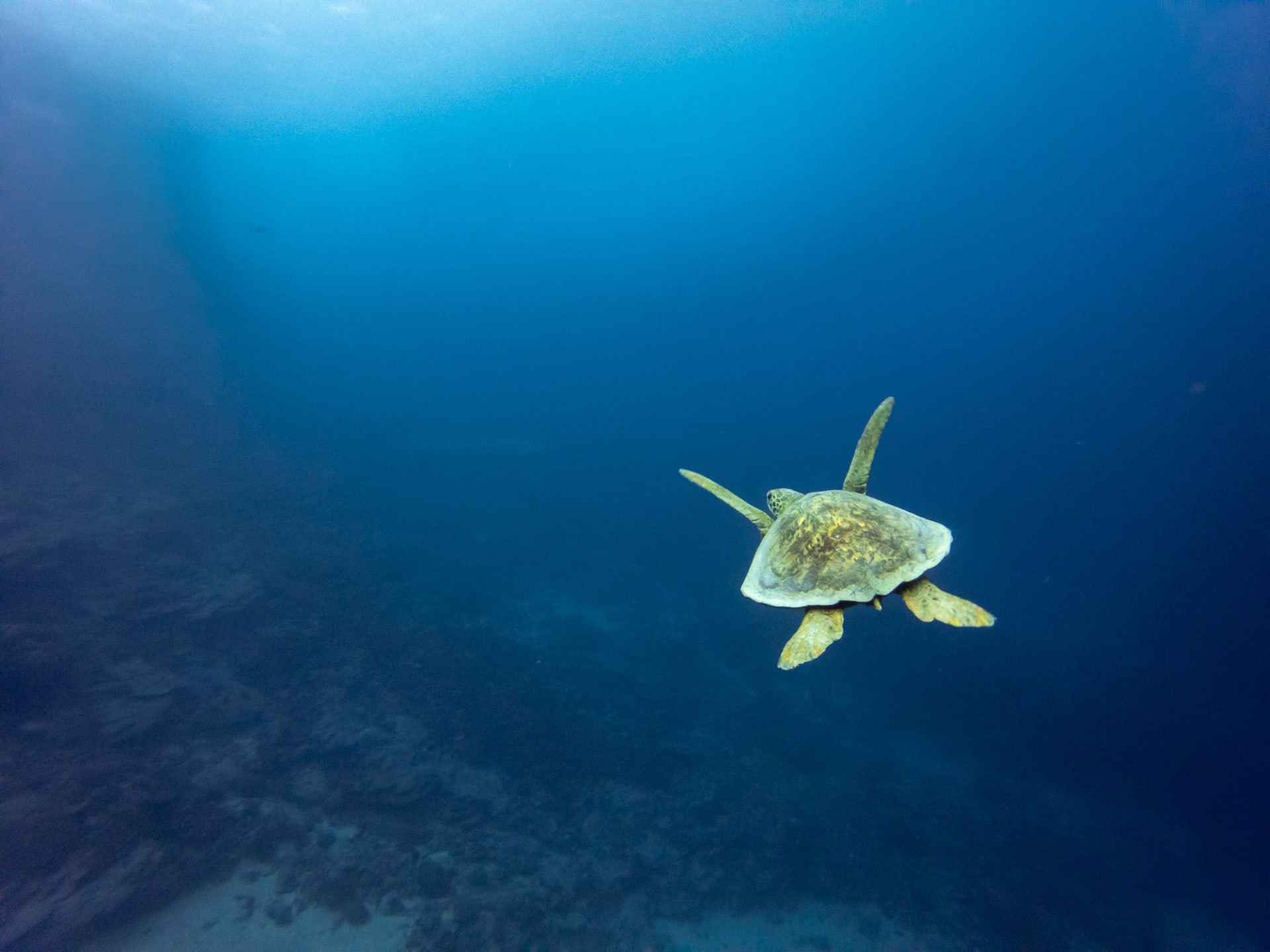 tortue nouvelle-calédonie