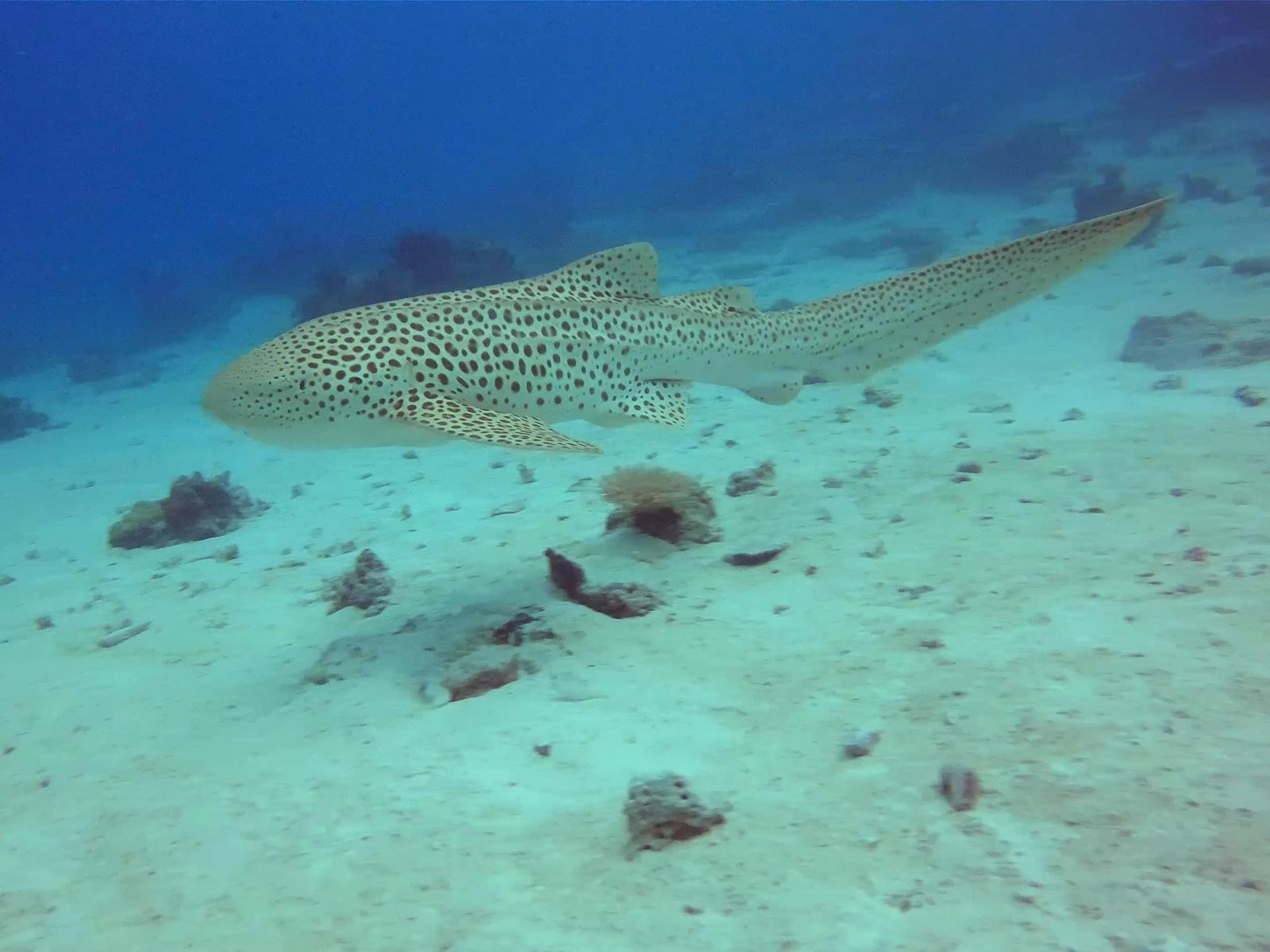 requin leopard ile des pins